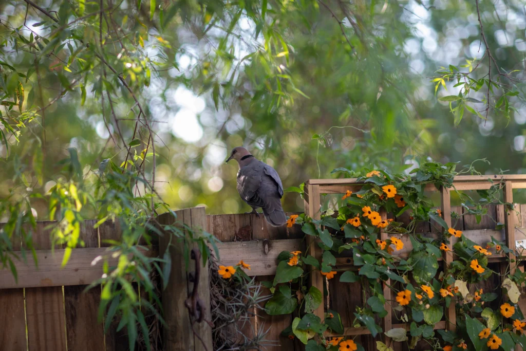 silky-oaks-couples-retreat-self-catering-riebeek-kasteel-68
