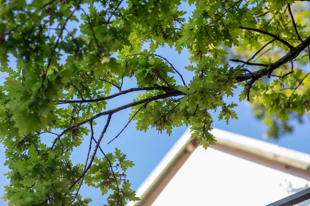 silky-oaks-couples-retreat-self-catering-riebeek-kasteel-82